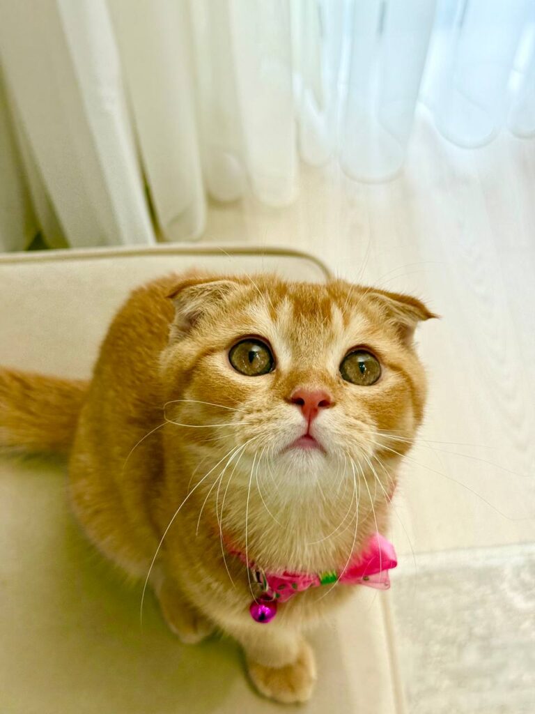 Scottish Fold Gold Male 3 Month Old - (Microchipped, Dewormed, Twice Vaccinated, Neutered, and Potty Trained)