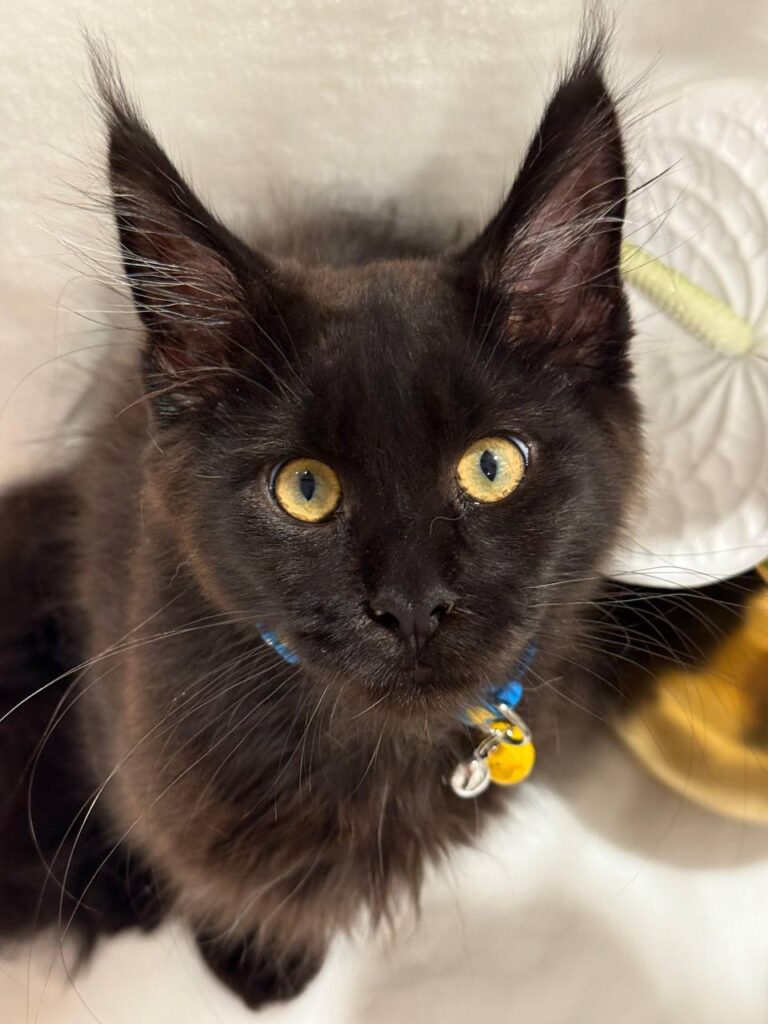 Chocolate Maine Coon 3 Months Old Male -(Has Been Microchipped, Dewormed, Vaccinated,  and Potty Trained).