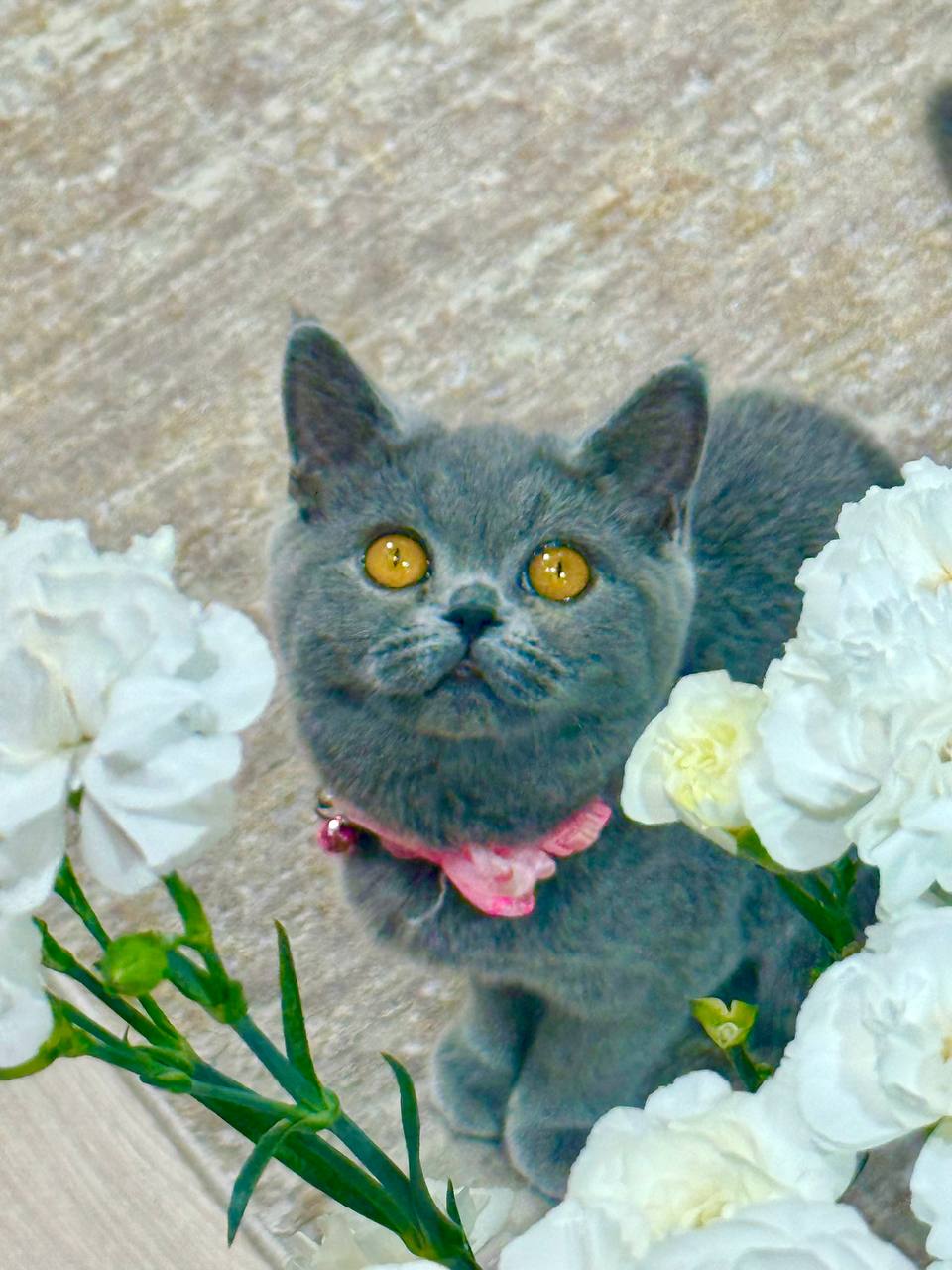 Luna – Elegant Blue British Female Shorthair Kitten with Amber Eyes – (Microchipped, Dewormed, Twice Vaccinated, Potty Trained, and Spayed).