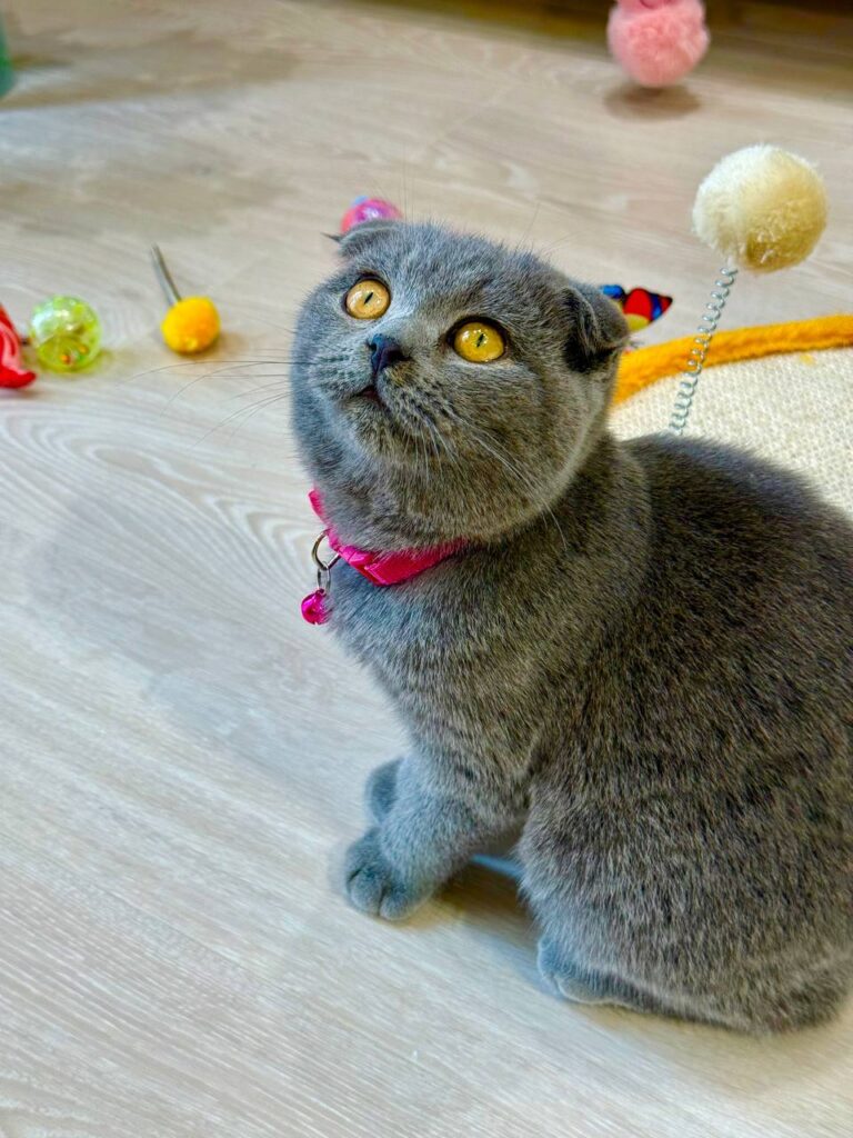 Mochi – Elegant Male Blue Scottish Fold Kitten with Golden Eyes - (Microchipped, Dewormed, Twice Vaccinated, Potty Trained, and Neutered).