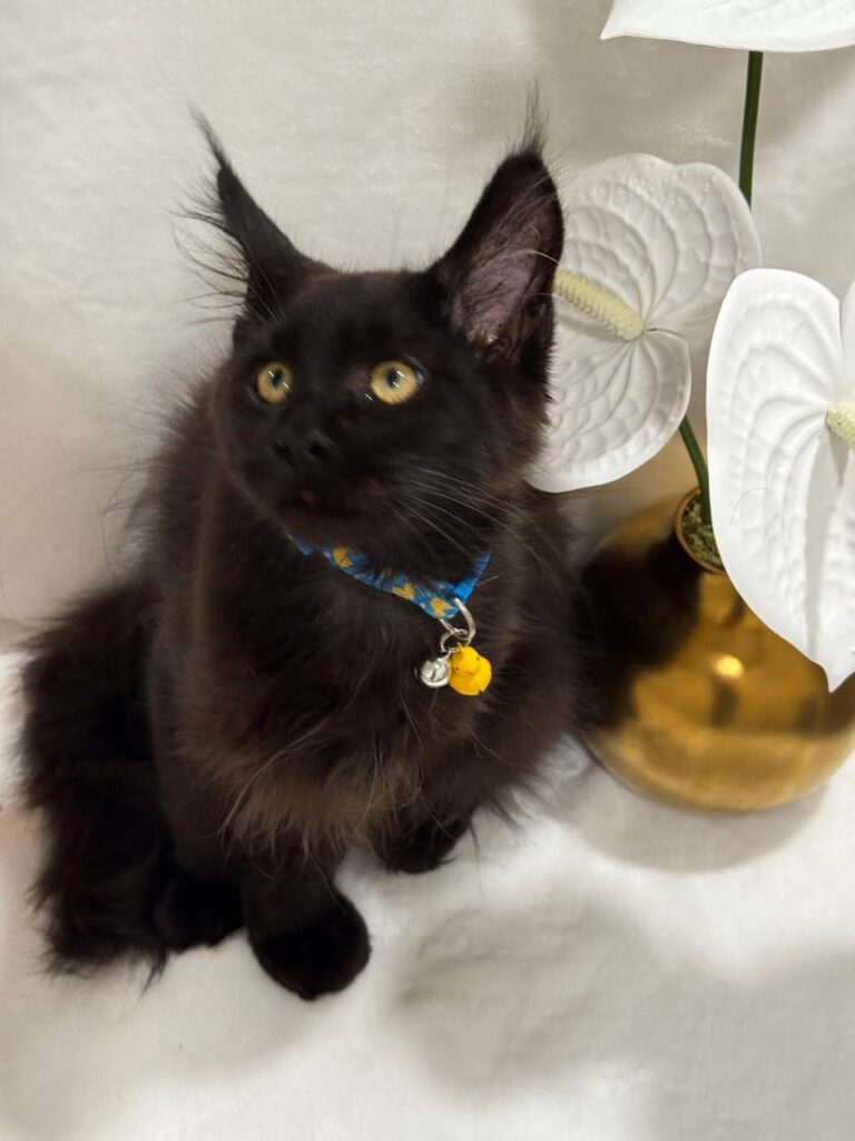 Chocolate Maine Coon 3 Months Old Male -(Has Been Microchipped, Dewormed, Vaccinated,  and Potty Trained).