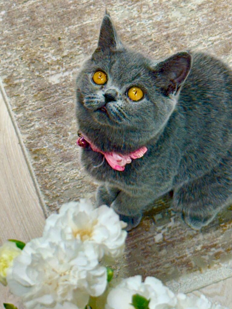 Luna – Elegant Blue British Female Shorthair Kitten with Amber Eyes - (Microchipped, Dewormed, Twice Vaccinated, Potty Trained, and Spayed).
