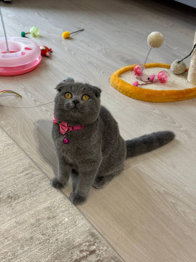 Mochi – Elegant Male Blue Scottish Fold Kitten with Golden Eyes - (Microchipped, Dewormed, Twice Vaccinated, Potty Trained, and Neutered).