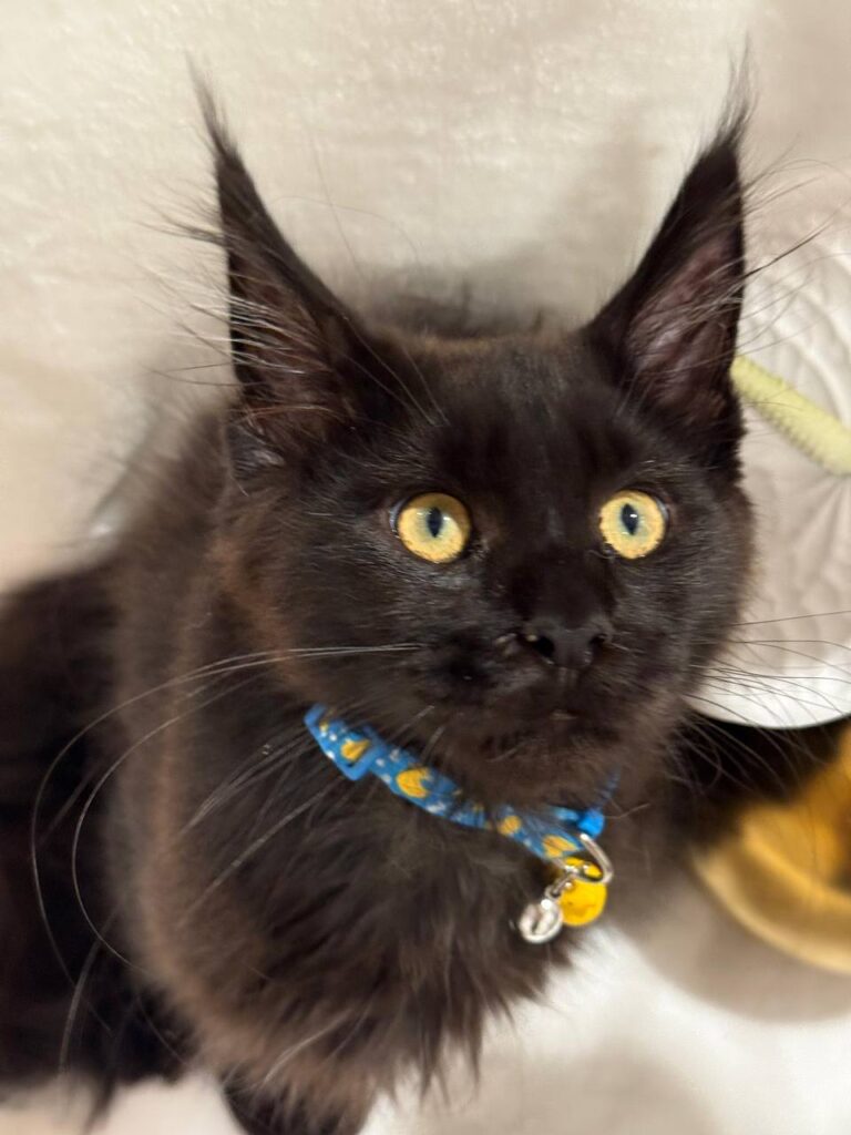 Chocolate Maine Coon 3 Months Old Male -(Has Been Microchipped, Dewormed, Vaccinated,  and Potty Trained).