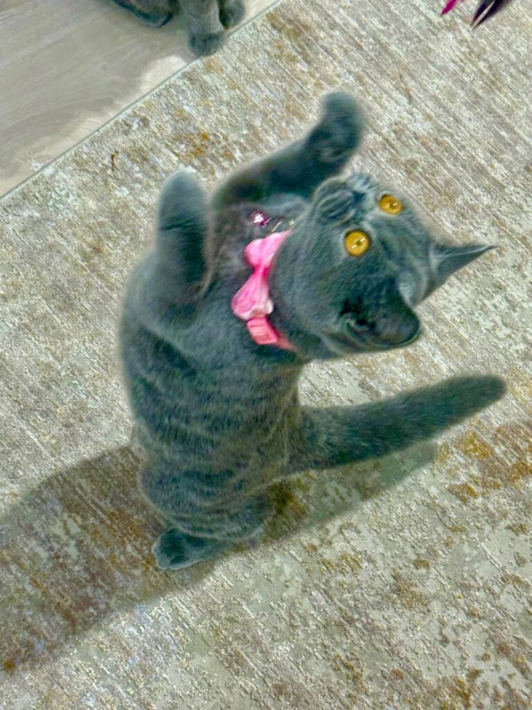 Luna – Elegant Blue British Female Shorthair Kitten with Amber Eyes - (Microchipped, Dewormed, Twice Vaccinated, Potty Trained, and Spayed).