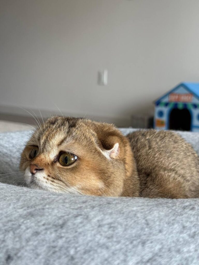 Clover - Golden Female Scottish Fold Kitten 3 Months Old - (Microchipped, Dewormed, Twice Vaccinated, Potty Trained, and Spayed).