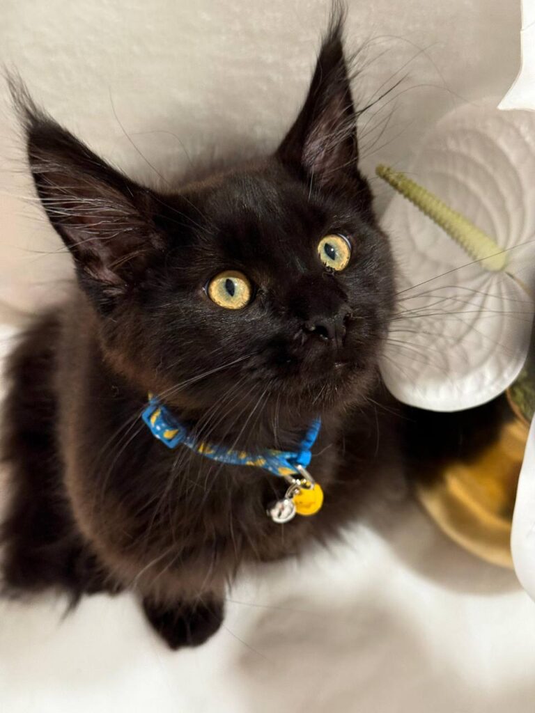 Chocolate Maine Coon 3 Months Old Male -(Has Been Microchipped, Dewormed, Vaccinated,  and Potty Trained).