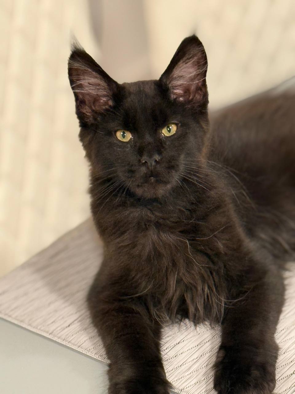 Midnight – Elegant Chocolate Maine Coon Kitten With Yellow Eyes Male 3 Months Old – (Microchipped, Dewormed, Twice Vaccinated, and Potty Trained).