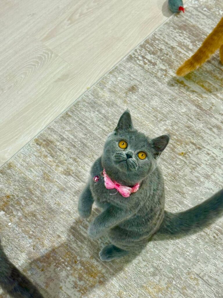 Luna – Elegant Blue British Female Shorthair Kitten with Amber Eyes - (Microchipped, Dewormed, Twice Vaccinated, Potty Trained, and Spayed).