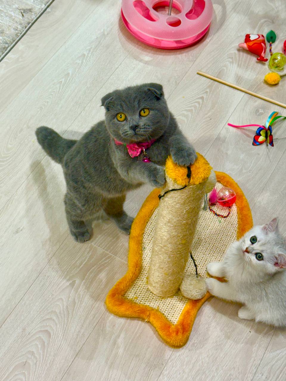 Mochi – Elegant Male Blue Scottish Fold Kitten with Golden Eyes – (Microchipped, Dewormed, Twice Vaccinated, Potty Trained, and Neutered).