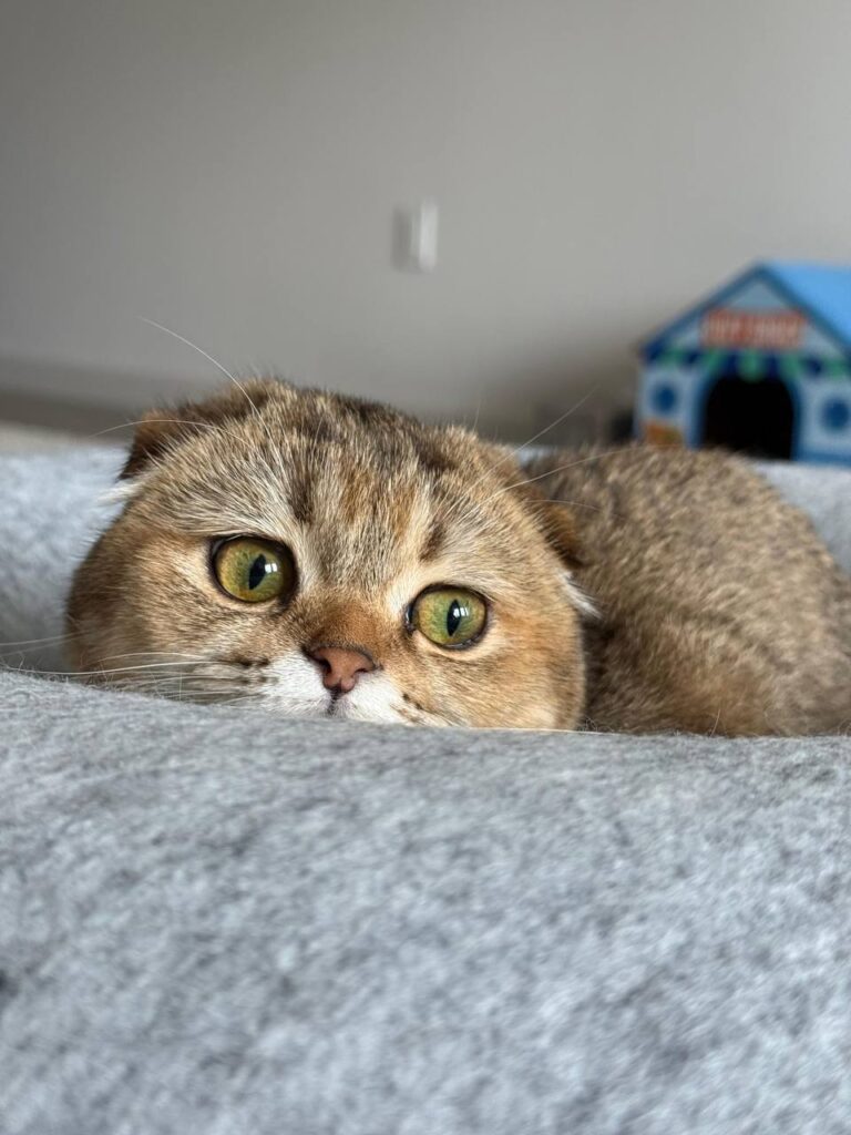 Clover - Golden Female Scottish Fold Kitten 3 Months Old - (Microchipped, Dewormed, Twice Vaccinated, Potty Trained, and Spayed).