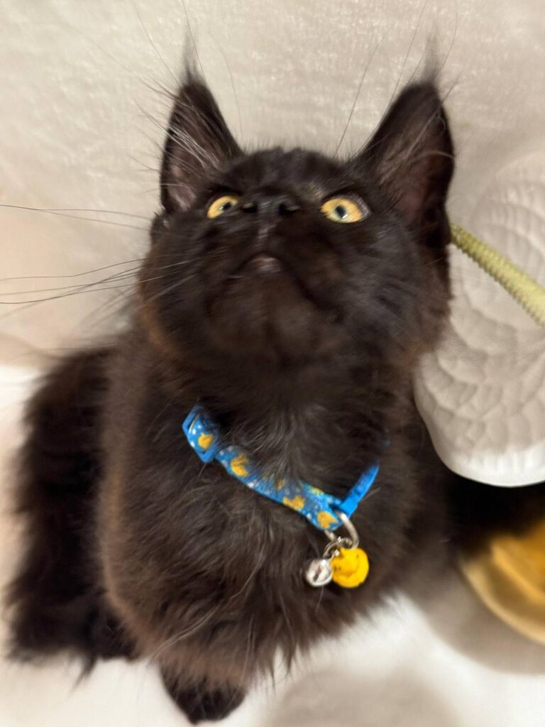 Chocolate Maine Coon 3 Months Old Male -(Has Been Microchipped, Dewormed, Vaccinated,  and Potty Trained).