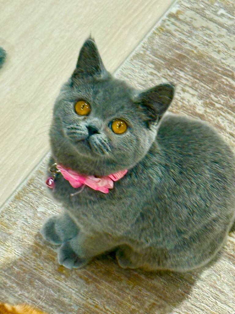 Luna – Elegant Blue British Female Shorthair Kitten with Amber Eyes - (Microchipped, Dewormed, Twice Vaccinated, Potty Trained, and Spayed).