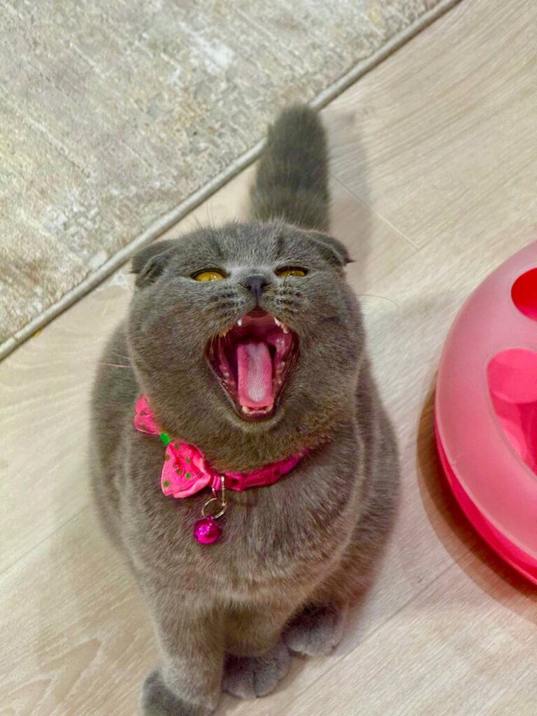 Mochi – Elegant Male Blue Scottish Fold Kitten with Golden Eyes - (Microchipped, Dewormed, Twice Vaccinated, Potty Trained, and Neutered).