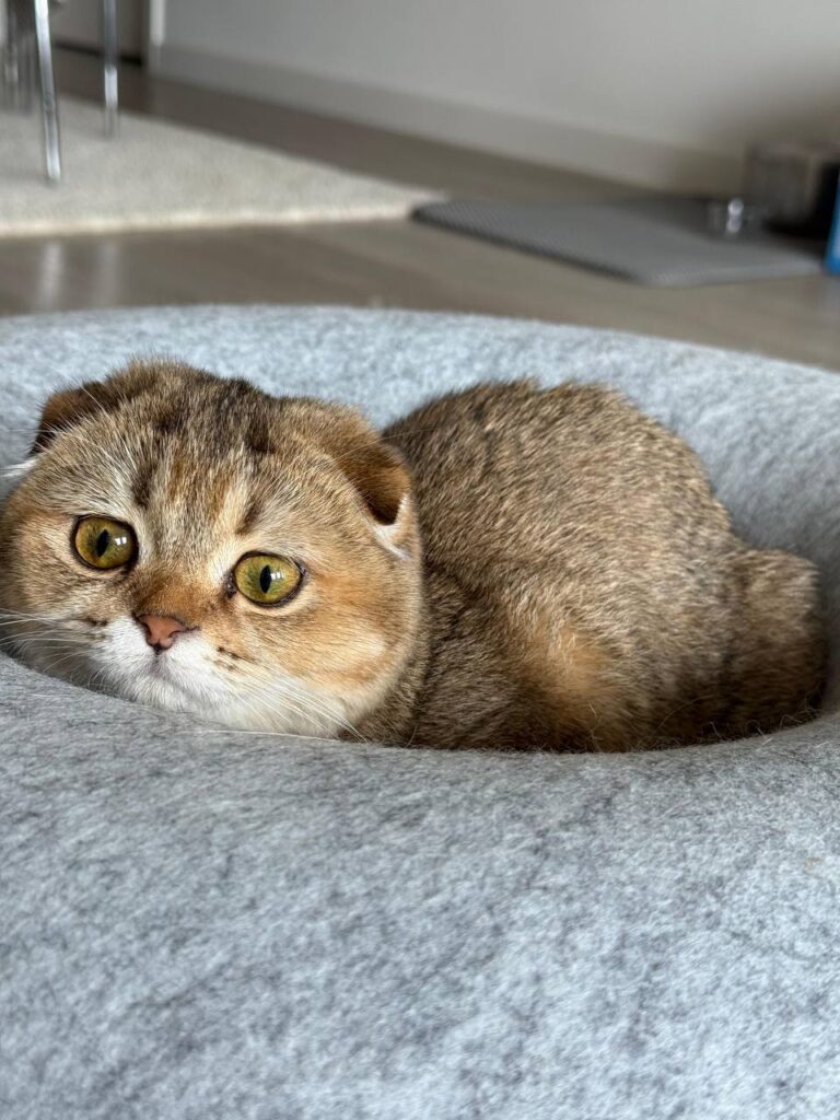 Clover - Golden Female Scottish Fold Kitten 3 Months Old - (Microchipped, Dewormed, Twice Vaccinated, Potty Trained, and Spayed).