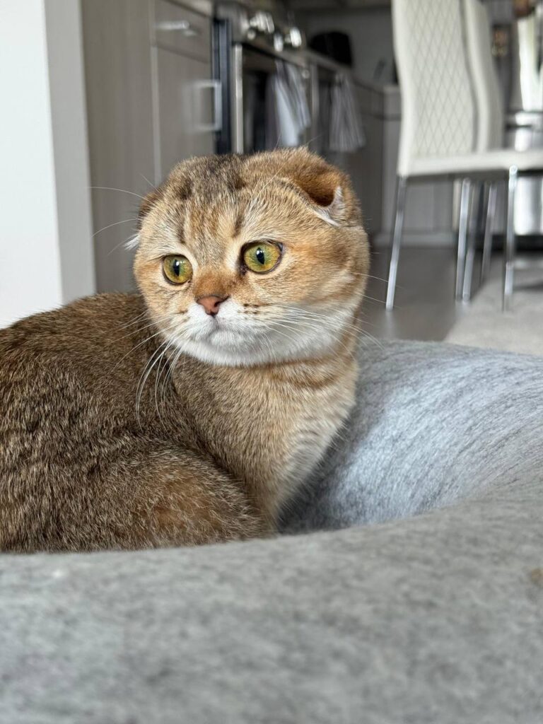 Clover - Golden Female Scottish Fold Kitten 3 Months Old - (Microchipped, Dewormed, Twice Vaccinated, Potty Trained, and Spayed).
