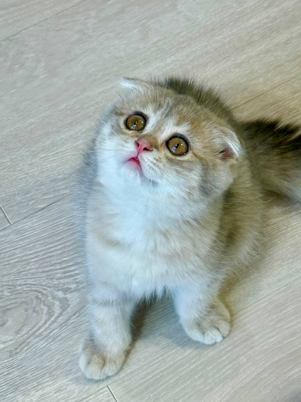 Scottish Fold Blue Gold Male 2.5 Months Old – Micro Chipped, Dewormed, Twice Vaccinated, and Potty Trained