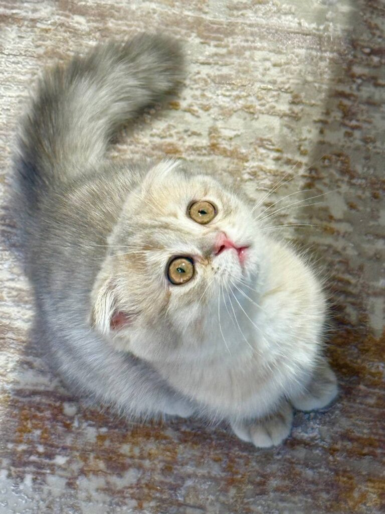 Scottish Fold Blue Gold Male 2.5 Months Old - Microchipped, Dewormed, Twice Vaccinated, and Potty Trained