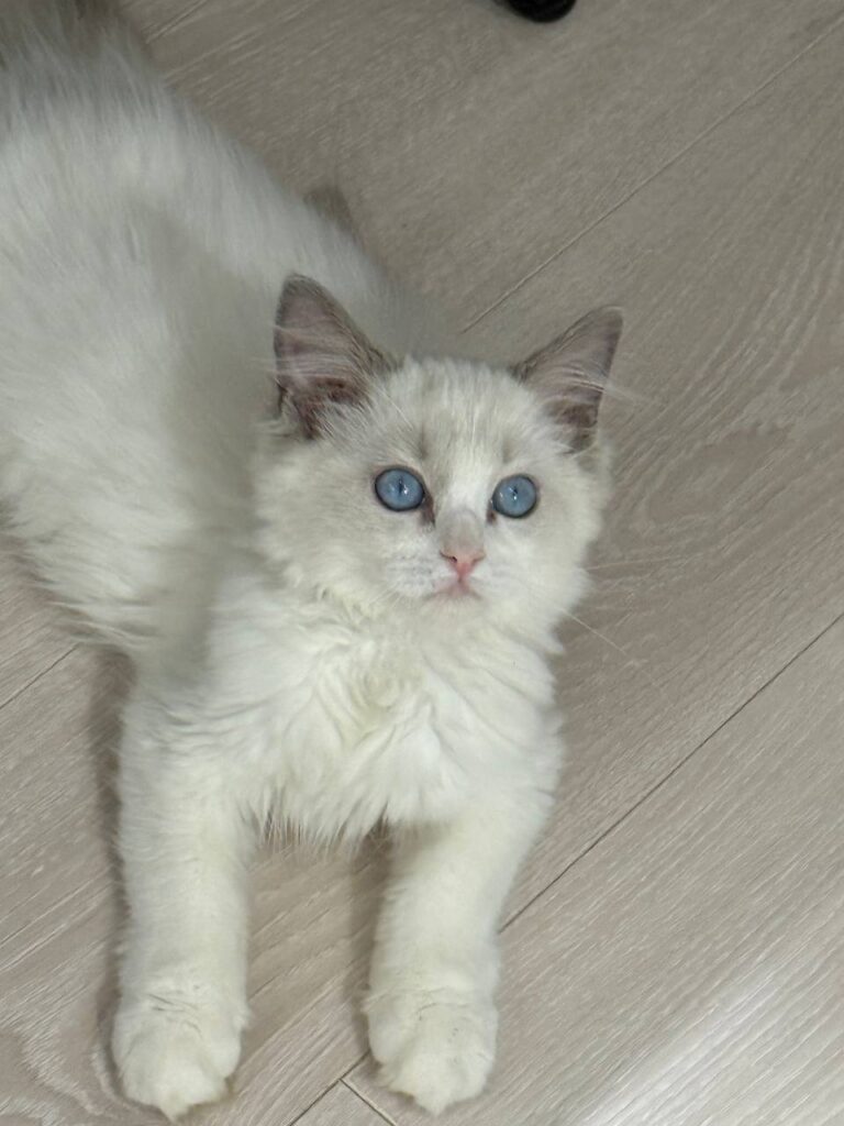 Ragdoll Seal Bi-color Female 2.5 Months Old - Microchipped, Dewormed, Twice Vaccinated, and Potty Trained