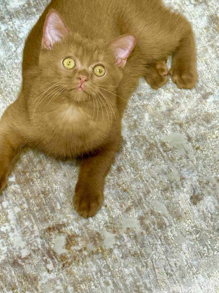 British Shorthair Cinnamon Female 2.5 Months Old - Microchipped, Dewormed, Twice Vaccinated, and Potty  Trained