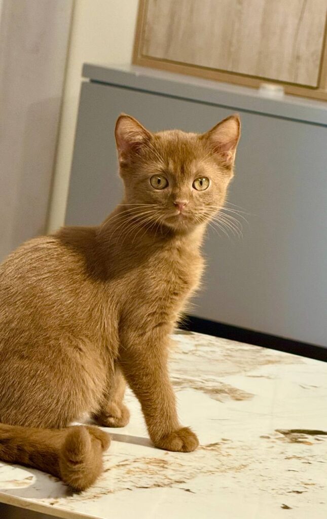 British Shorthair Cinnamon Male 2.5 months Old -Microchipped, Dewormed, Twice Vaccinated, and Potty Trained