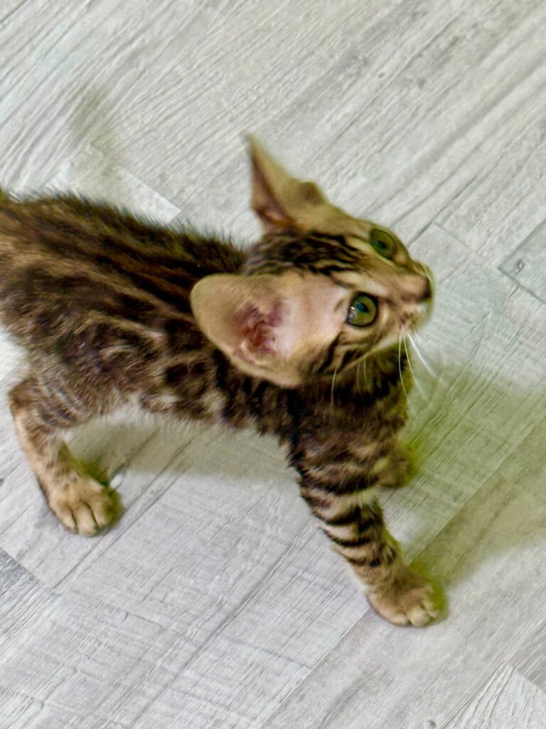 Bengal Breed Male 2 Months Old - Microchipped, Dewormed, Twice Vaccinated, and Potty Trained