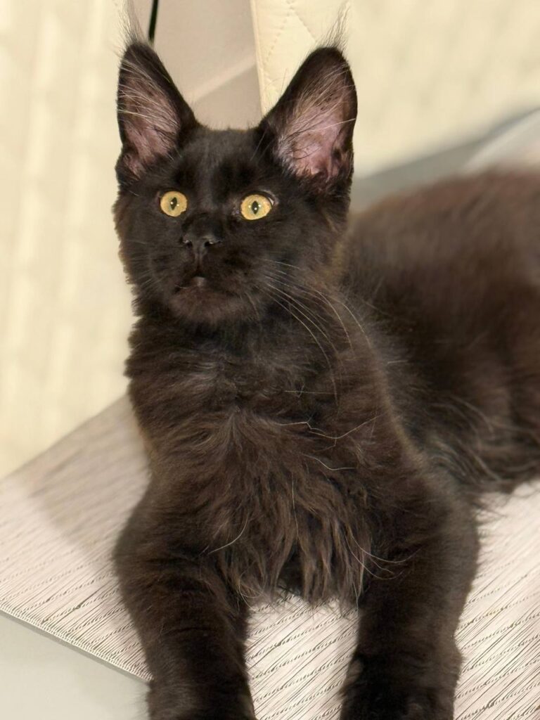 Chocolate maincoon male 3,5 months old microchipped, dewormed, twice vaccinated, potty traine