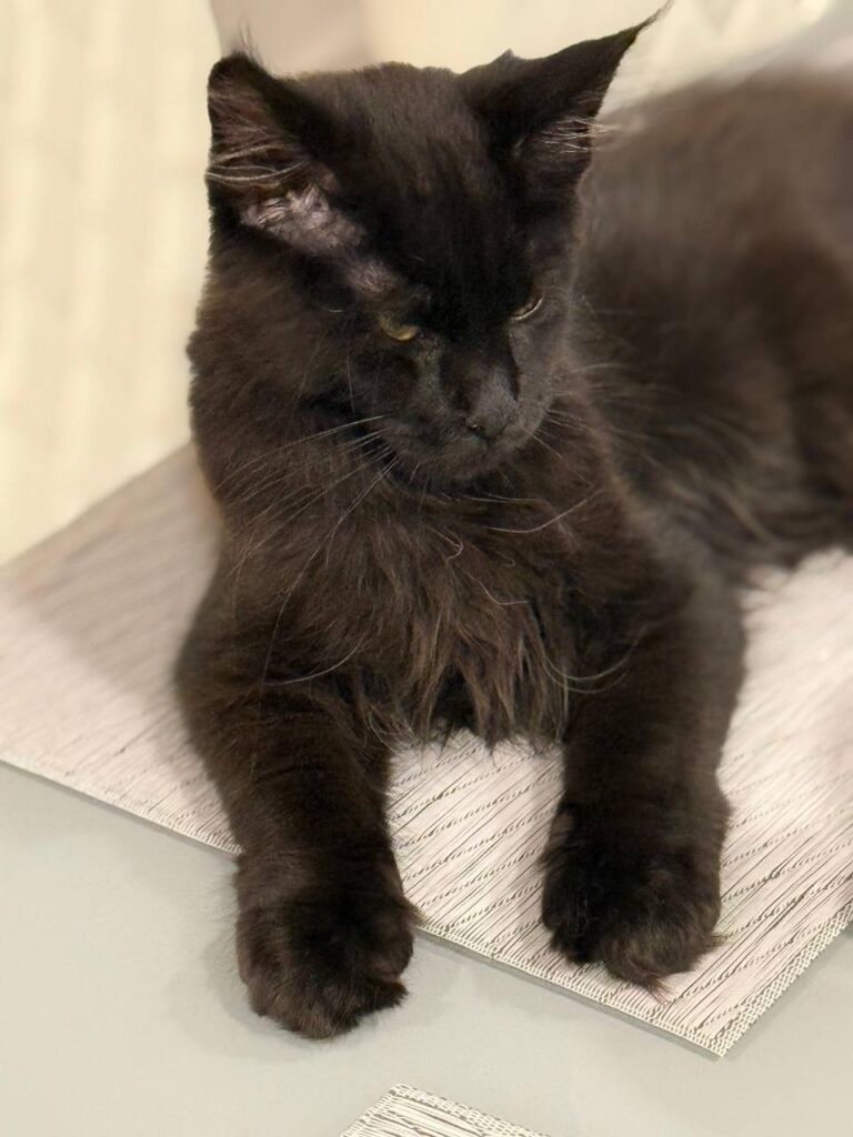 Chocolate maincoon male 3,5 months old microchipped, dewormed, twice vaccinated, potty trained