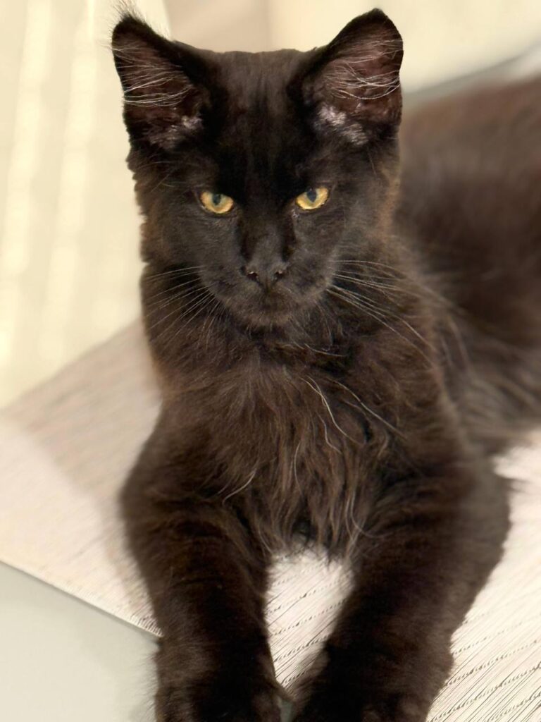 Chocolate maincoon male 3,5 months old microchipped, dewormed, twice vaccinated, potty trained