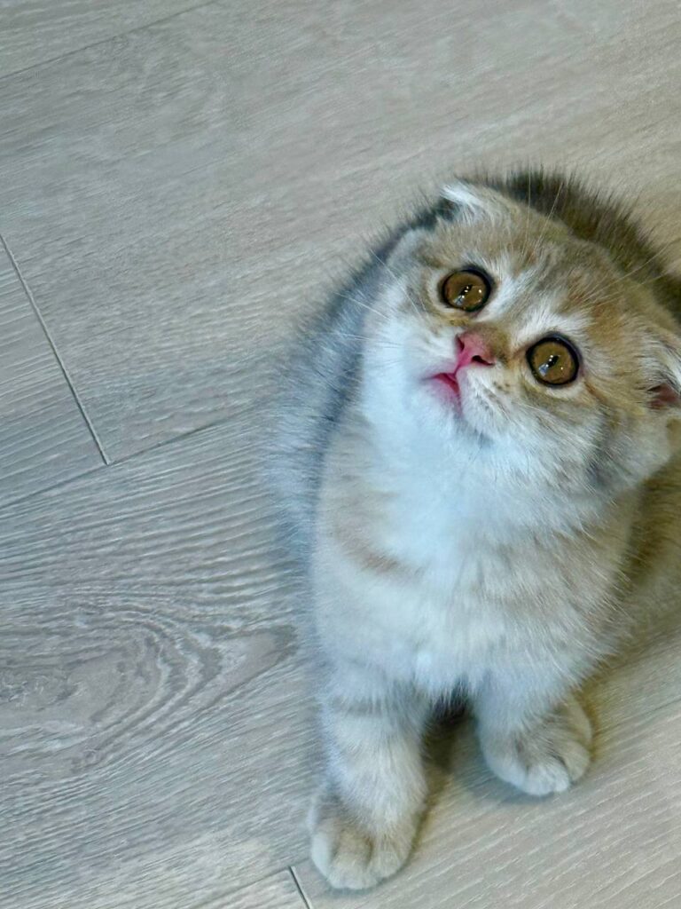 Scottish Fold Blue Gold Male 2.5 Months Old - Micro Chipped, Dewormed, Twice Vaccinated, and Potty Trained