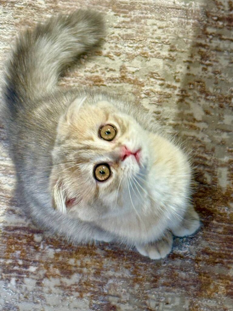 Scottish Fold Blue Gold Male 2.5 Months Old - Microchipped, Dewormed, Twice Vaccinated, and Potty Trained