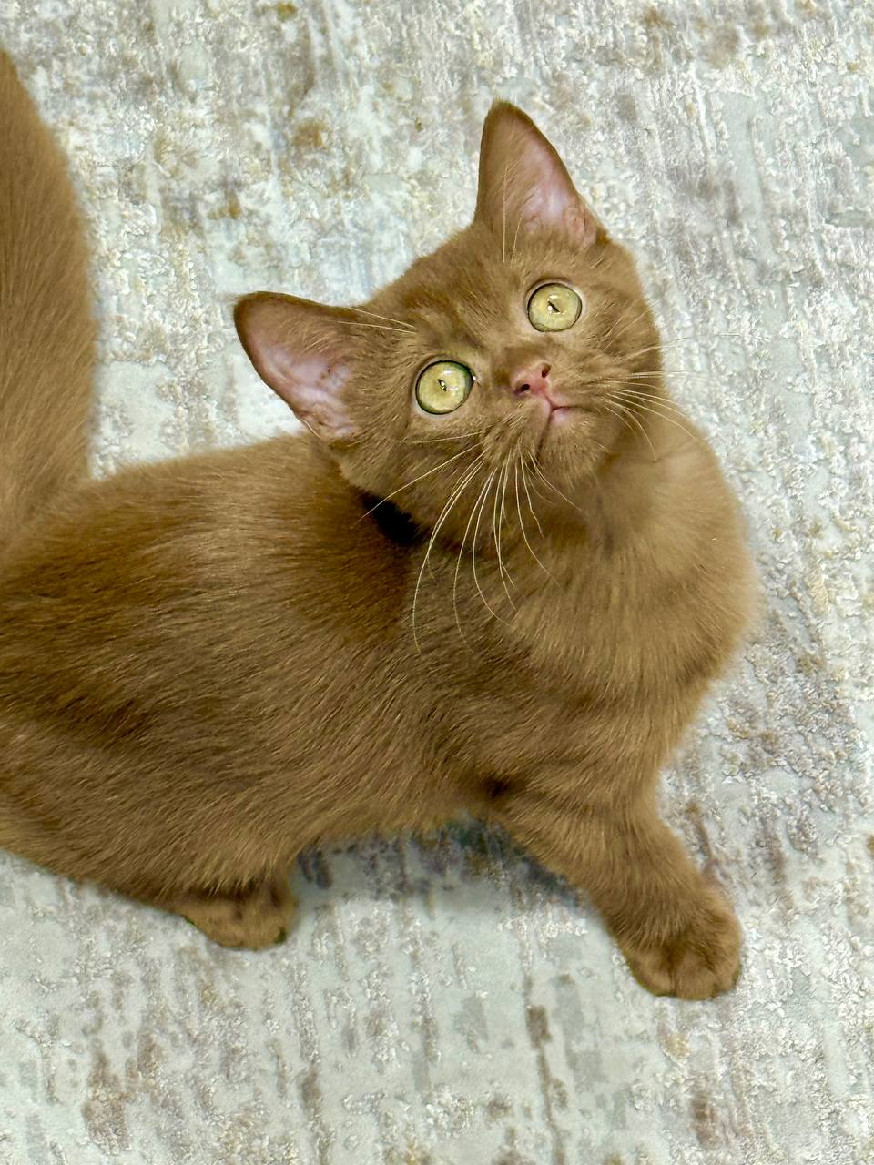British Shorthair Cinnamon Female 2.5 Months Old – Microchipped, Dewormed, Twice Vaccinated, and Potty Trained