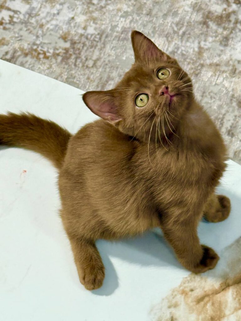 British Shorthair Cinnamon Male 2.5 months Old -Microchipped, Dewormed, Twice Vaccinated, and Potty Trained