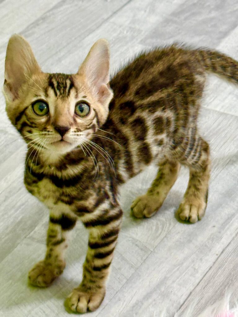 Bengal Breed Male 2 Months Old - Microchipped, Dewormed, Twice Vaccinated, and Potty Trained
