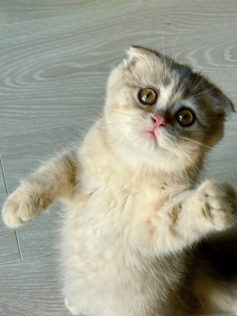 Scottish Fold Blue Gold Male 2.5 Months Old - Micro Chipped, Dewormed, Twice Vaccinated, and Potty Trained