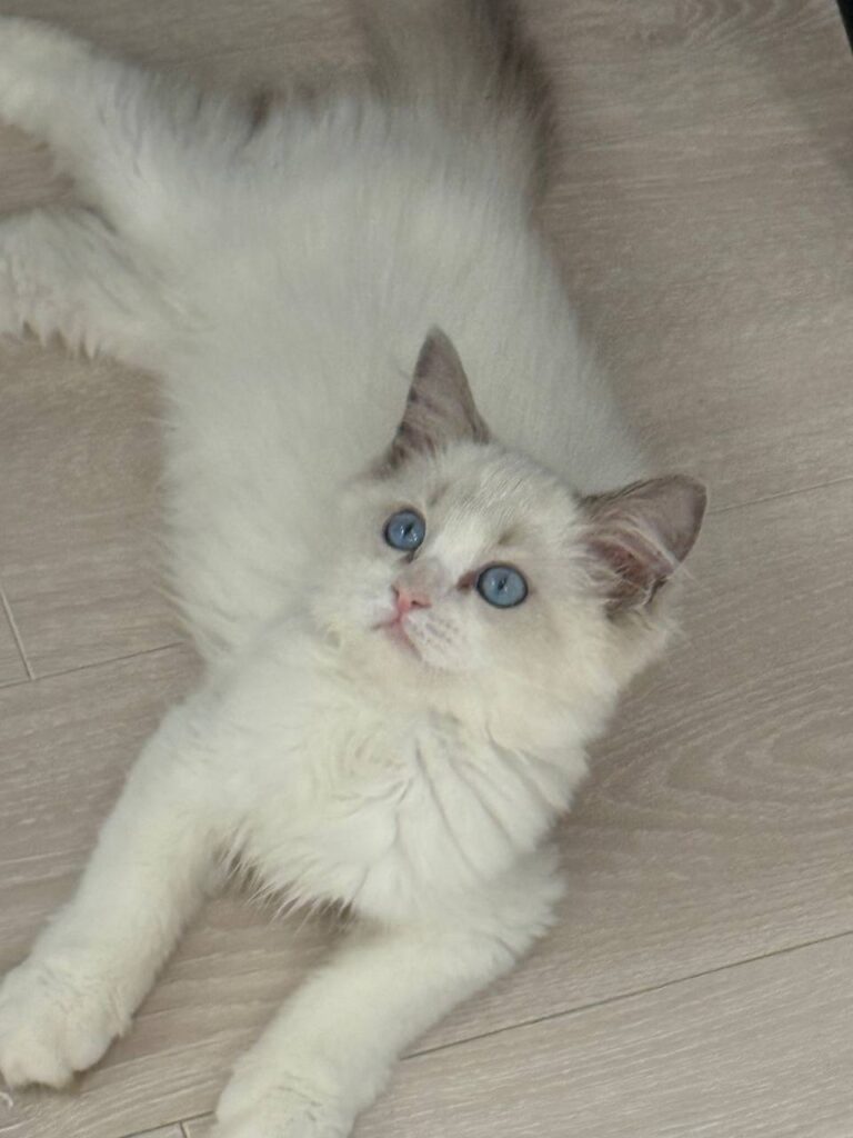Ragdoll Seal Bi-color Female 2.5 Months Old - Microchipped, Dewormed, Twice Vaccinated, and Potty Trained