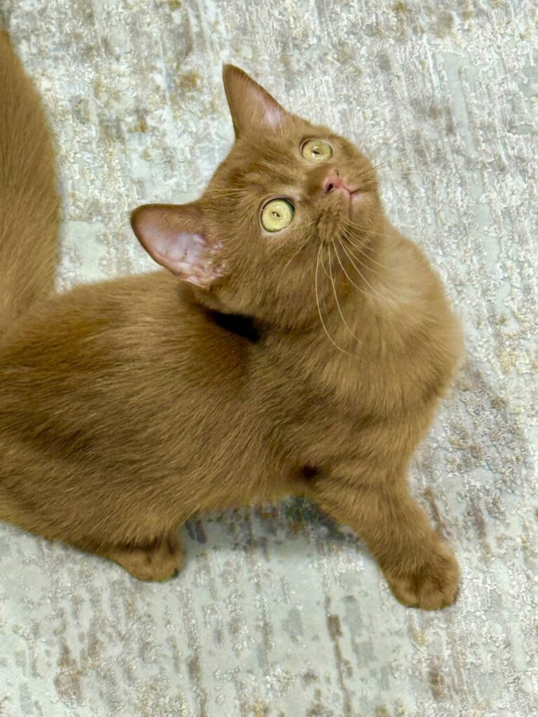 British Shorthair Cinnamon Female 2.5 Months Old - Microchipped, Dewormed, Twice Vaccinated, and Potty  Trained