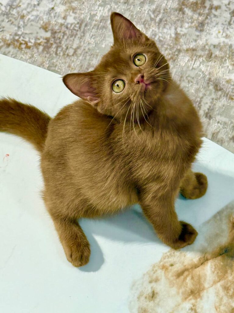 British Shorthair Cinnamon Male 2.5 months Old -Microchipped, Dewormed, Twice Vaccinated, and Potty Trained