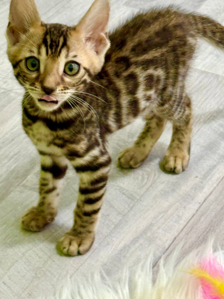 Bengal Breed Male 2 Months Old - Microchipped, Dewormed, Twice Vaccinated, and Potty Trained