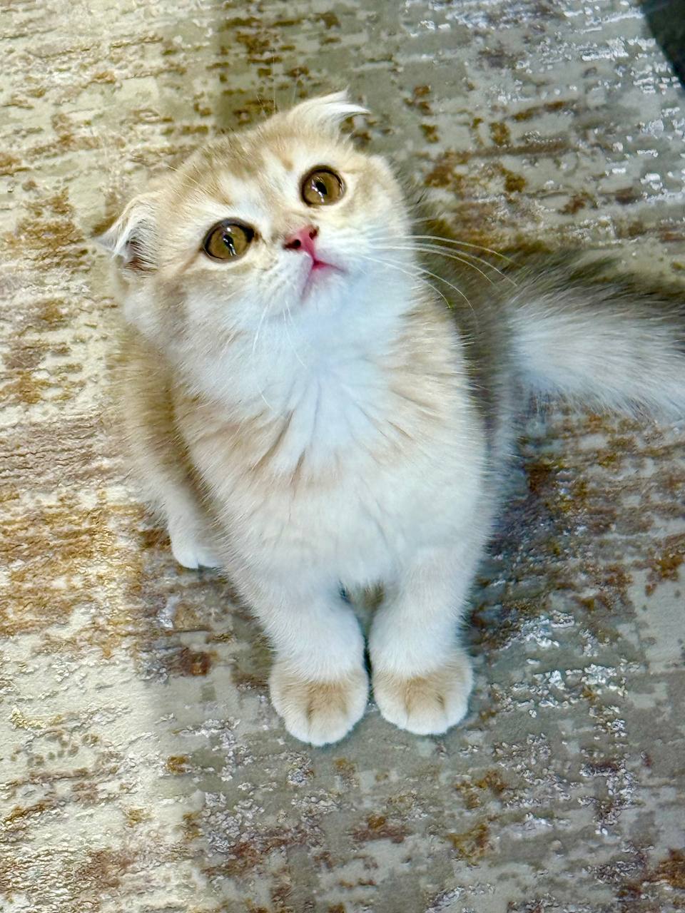 Scottish Fold Blue Gold Male 2.5 Months Old – Microchipped, Dewormed, Twice Vaccinated, and Potty Trained