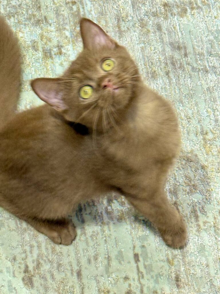 British Shorthair Cinnamon Female 2.5 Months Old - Microchipped, Dewormed, Twice Vaccinated, and Potty  Trained