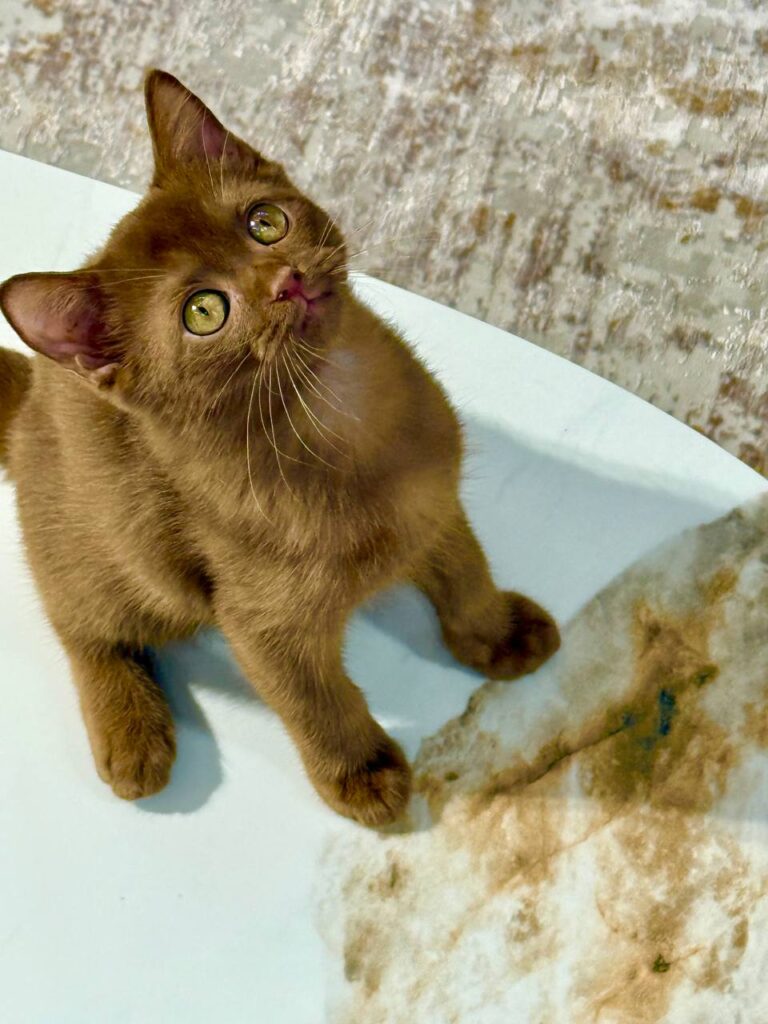 British Shorthair Cinnamon Male 2.5 months Old -Microchipped, Dewormed, Twice Vaccinated, and Potty Trained