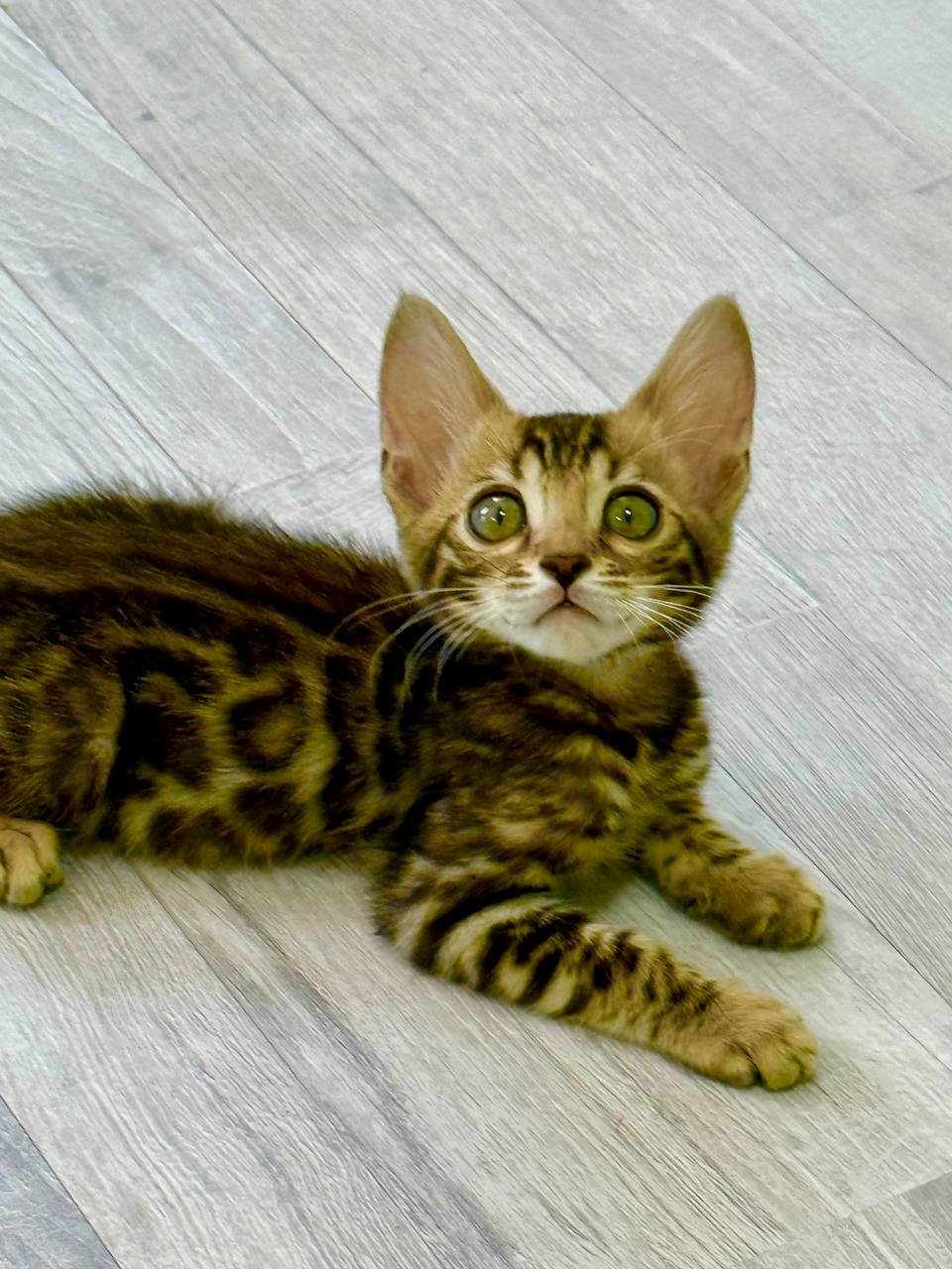 Bengal Breed Male 2 Months Old – Microchipped, Dewormed, Twice Vaccinated, and Potty Trained