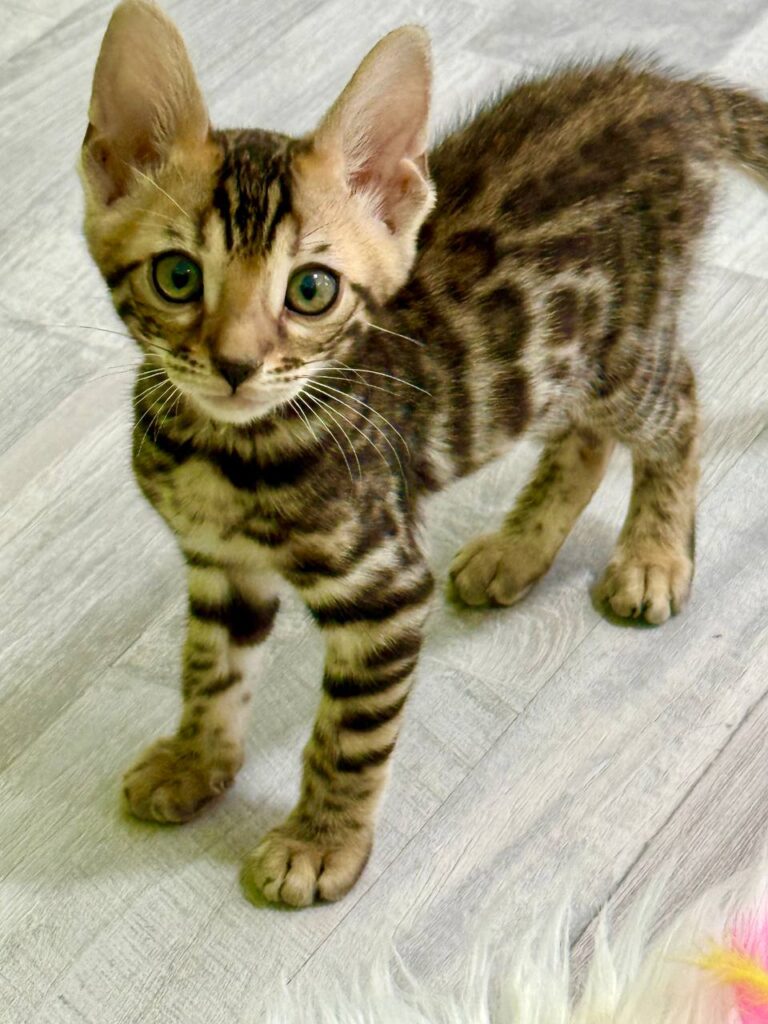 Bengal Breed Male 2 Months Old - Microchipped, Dewormed, Twice Vaccinated, and Potty Trained