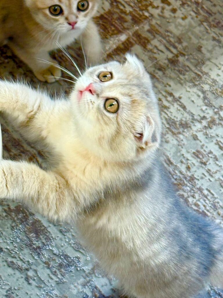 Scottish Fold Blue Gold Male 2.5 Months Old - Micro Chipped, Dewormed, Twice Vaccinated, and Potty Trained