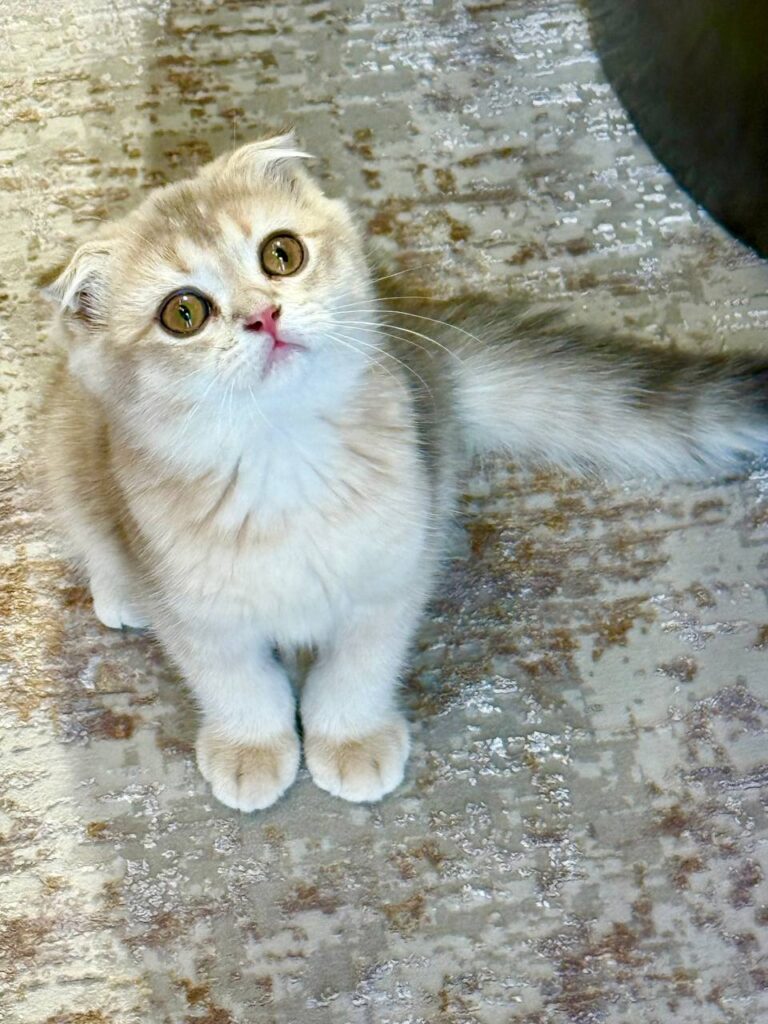 Scottish Fold Blue Gold Male 2.5 Months Old - Microchipped, Dewormed, Twice Vaccinated, and Potty Trained