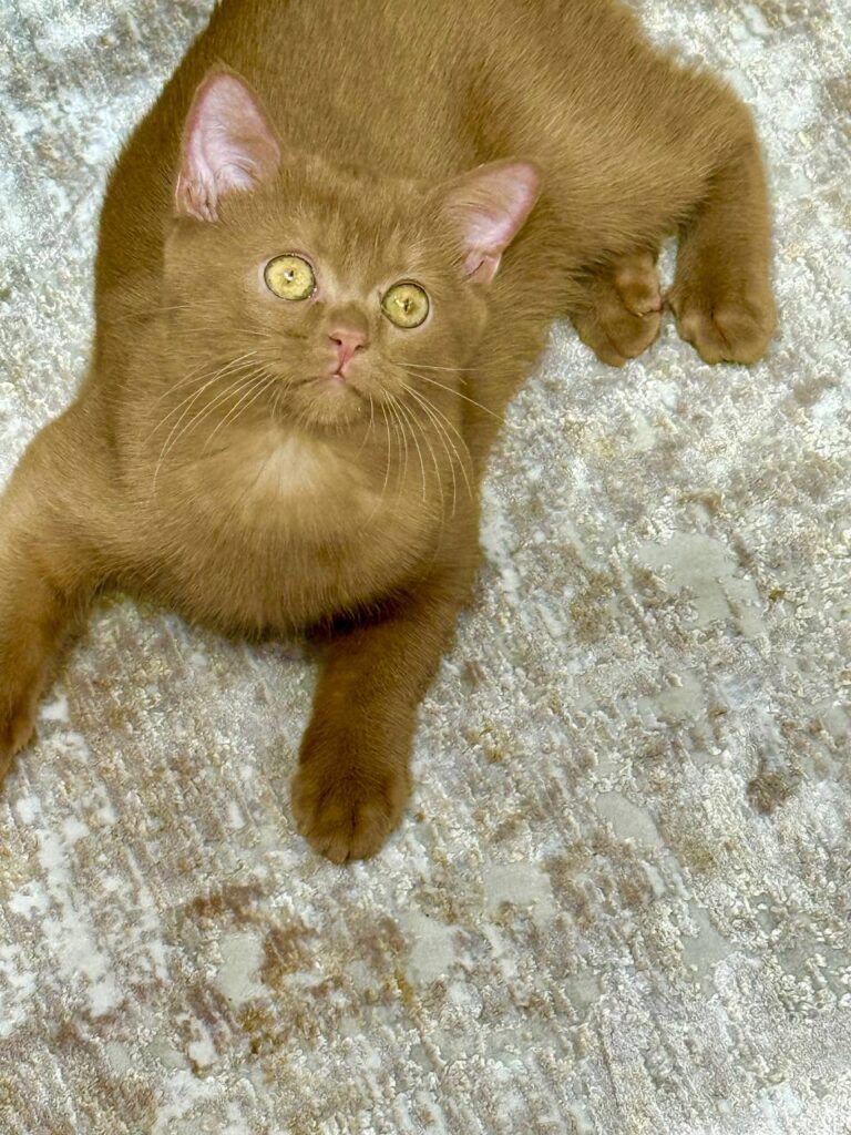 British Shorthair Cinnamon Female 2.5 Months Old - Microchipped, Dewormed, Twice Vaccinated, and Potty  Trained