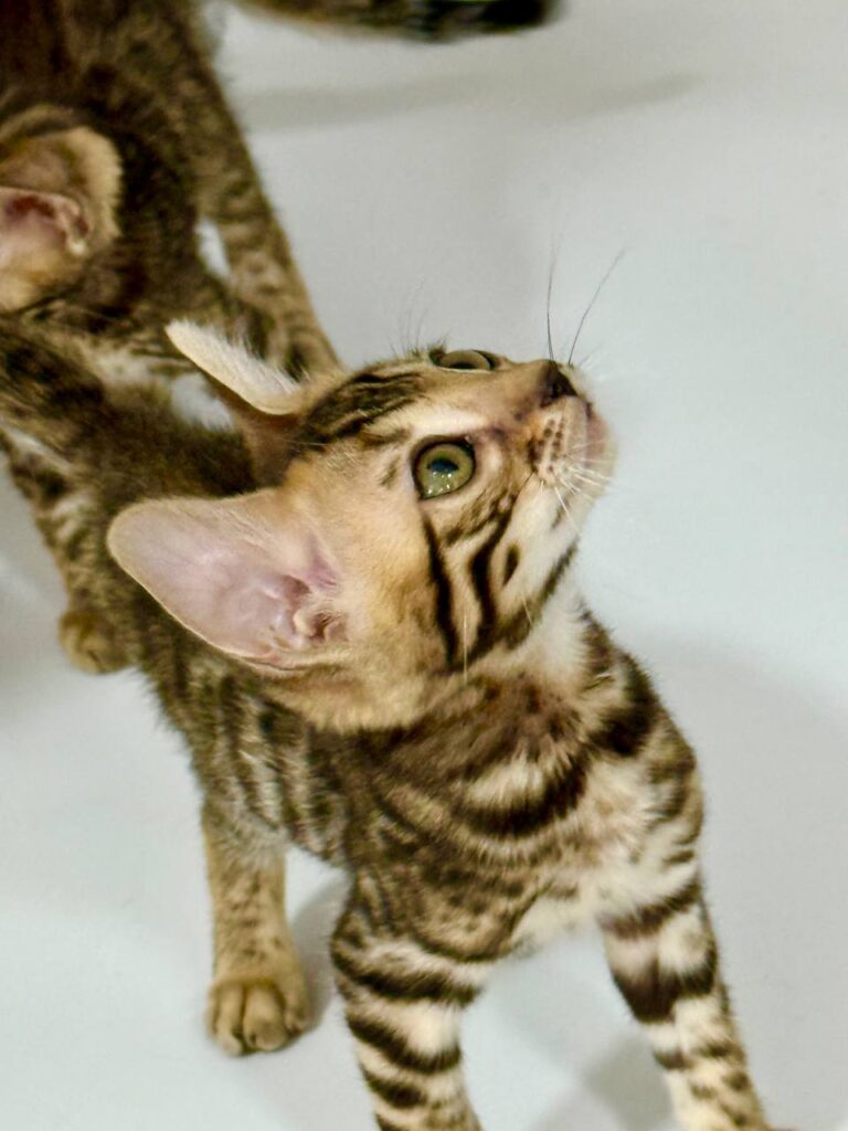 Bengal Breed Male 2 Months Old - Microchipped, Dewormed, Twice Vaccinated, and Potty Trained