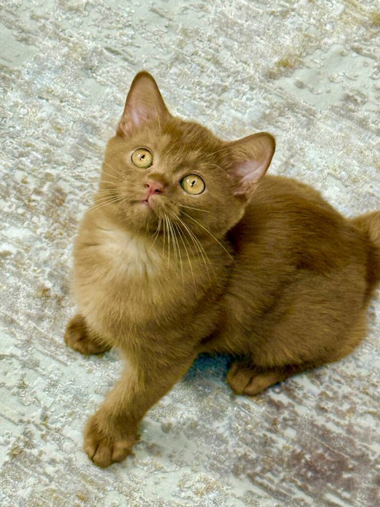 British Shorthair Cinnamon Female 2.5 Months Old - Microchipped, Dewormed, Twice Vaccinated, and Potty  Trained