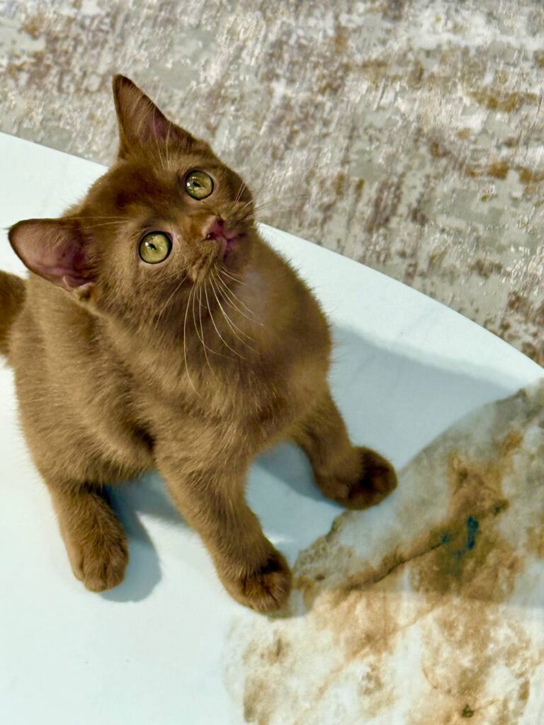 British Shorthair Cinnamon Male 2.5 months Old -Microchipped, Dewormed, Twice Vaccinated, and Potty Trained